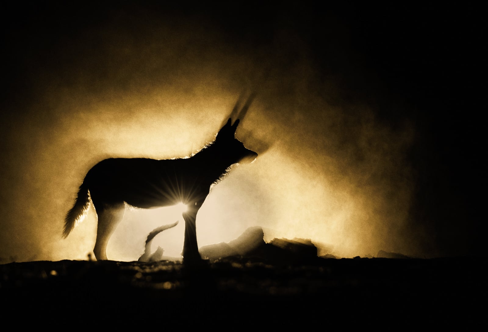 Photos of the African Wild Dog, An Animal on the Brink of Extinction ...