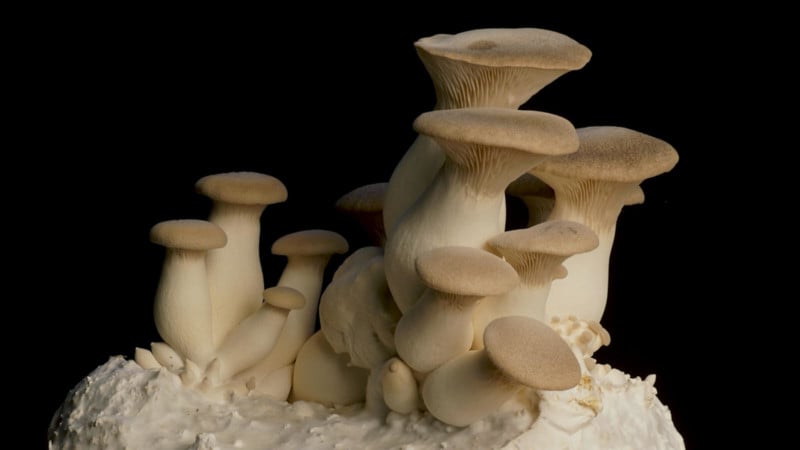 Jens Braun's mushroom macro timelapse setup