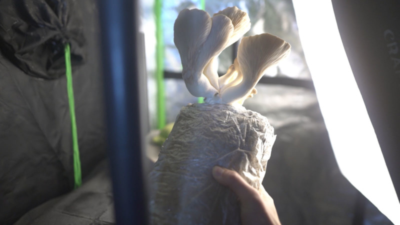 Macro Timelapse Shows the Growth Process of King Oyster Mushrooms