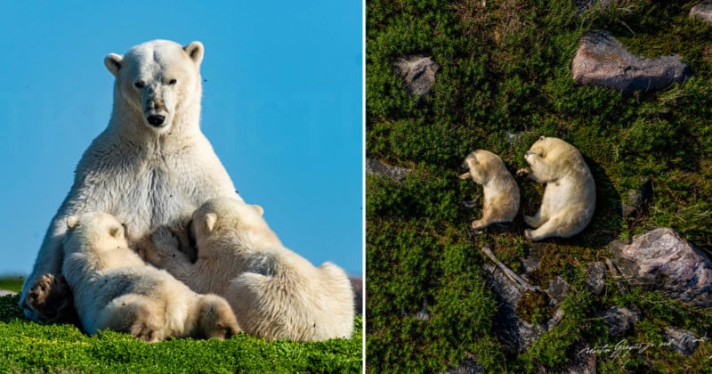 Photographer Provides Intimate Views Into the Lives of Polar Bears