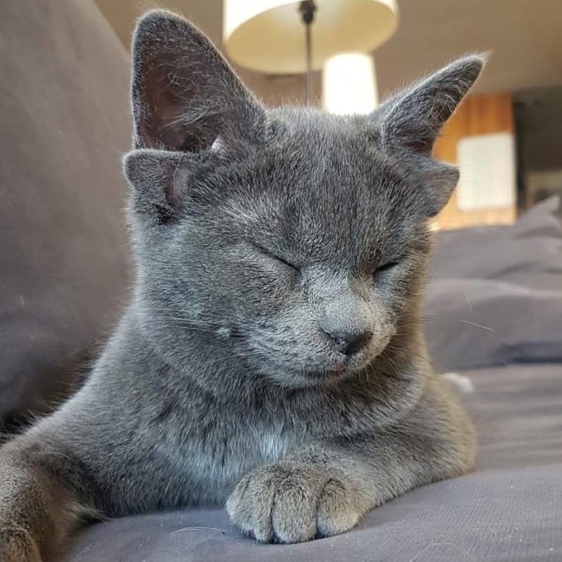 A photo of Midas, a kitten with four ears