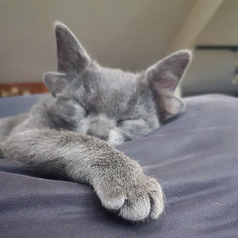 A photo of Midas, a kitten with four ears