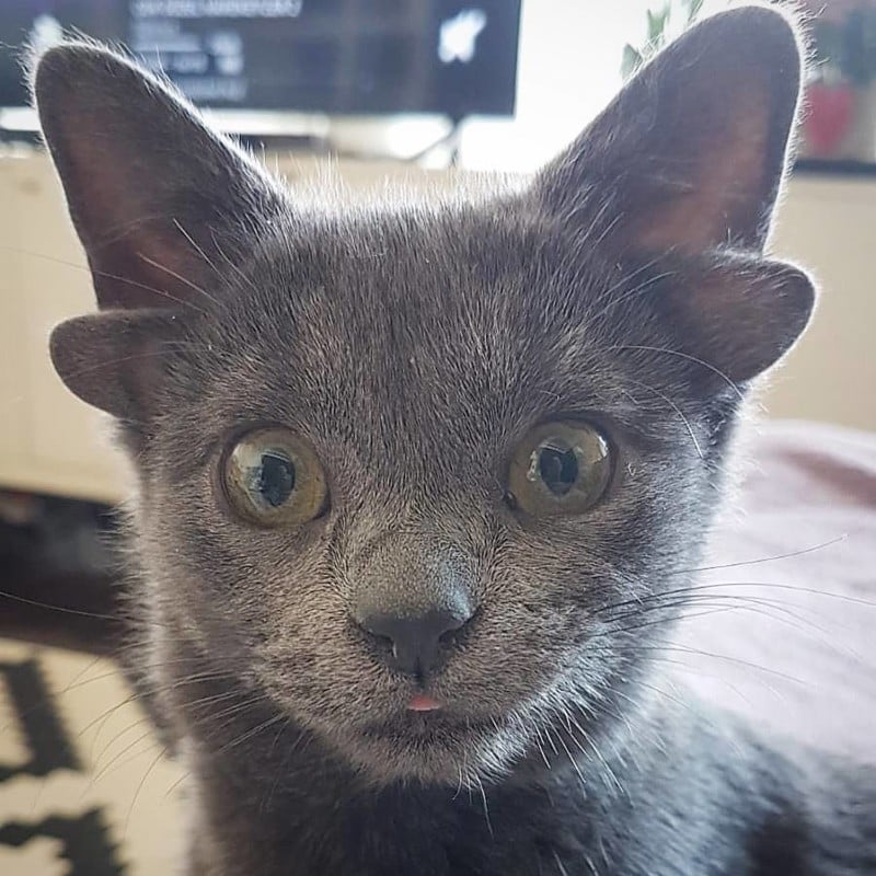 Midas the four-eared kitten on Instagram