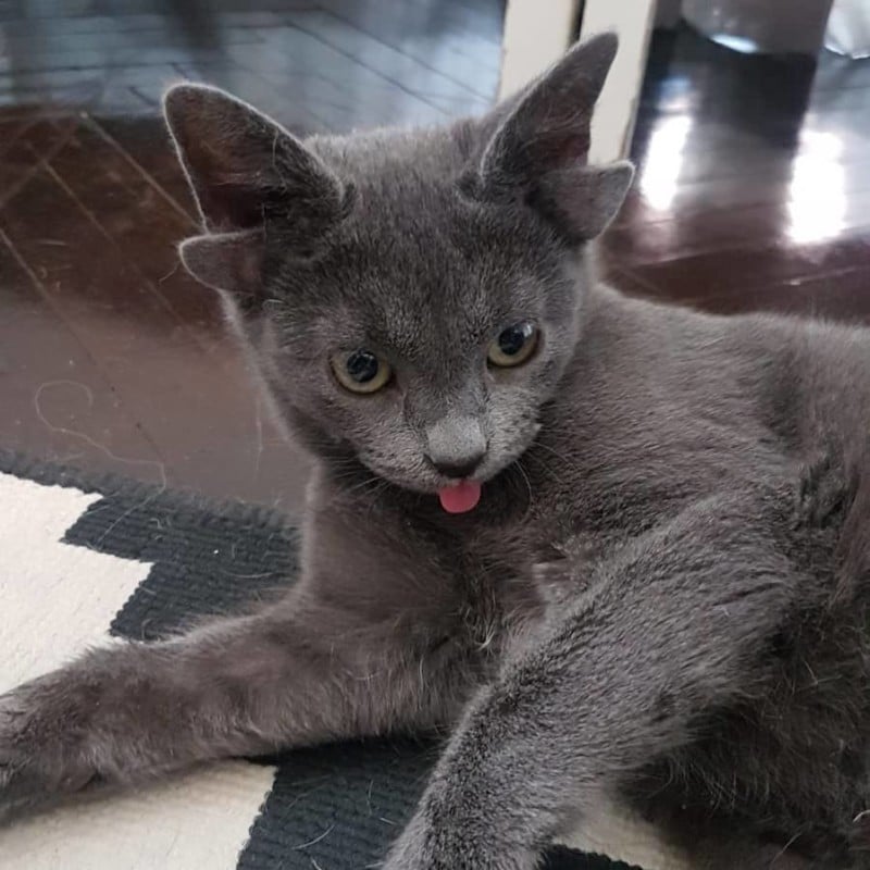 Midas the Four-Eared Kitten is an Instagram Star | PetaPixel
