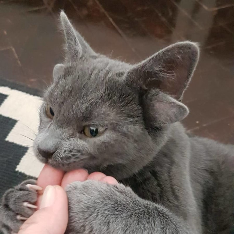 A photo of Midas, a kitten with four ears