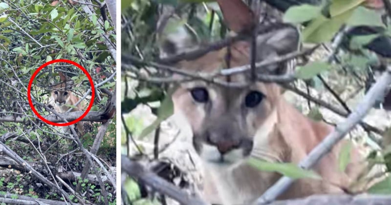 A mountain lion peering through bushes.