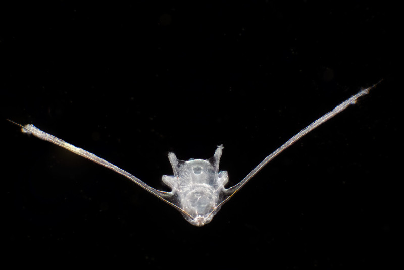 A white Echinoderm larva
