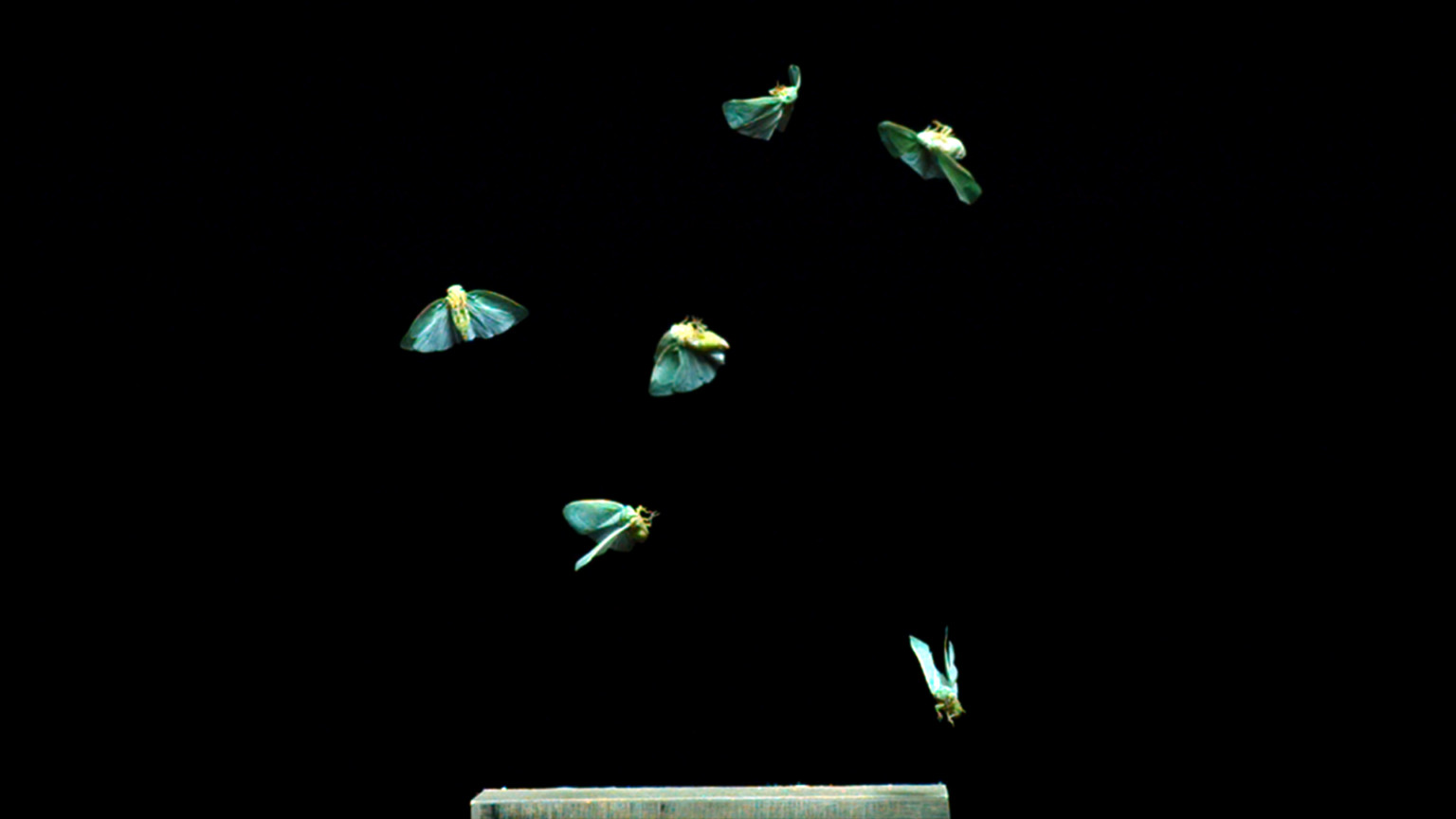 Extraordinary Portraits of Insects in Flight Shot at 6,000 FPS | PetaPixel
