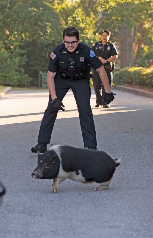 Watch Deptford, NJ Cops Struggle to Wrangle Runaway Pig