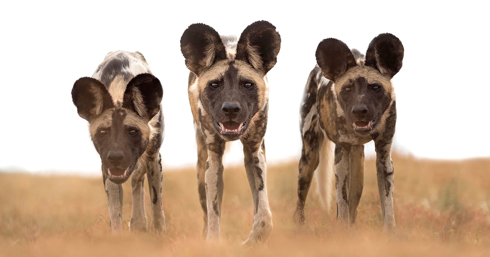 Images Of African Wild Dogs