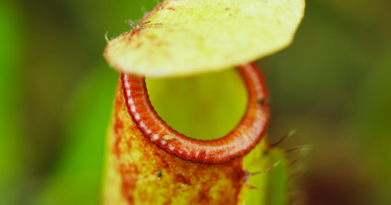 This Menacing Carnivorous Plant Timelapse Is A Horror Movie For