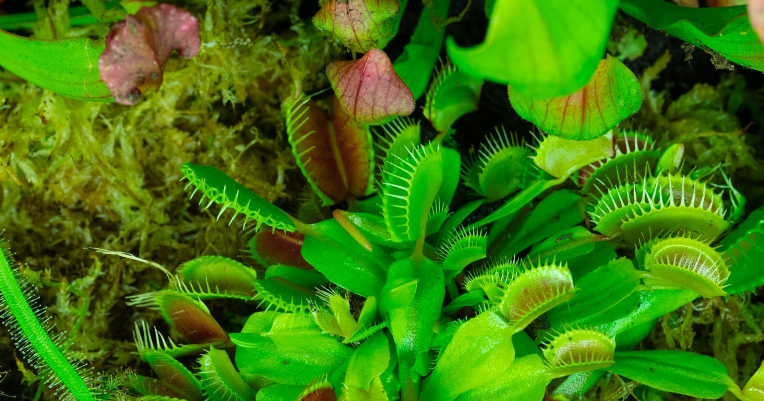 Macro Timelapse Film Showcases Insects and Carnivorous Plants | PetaPixel