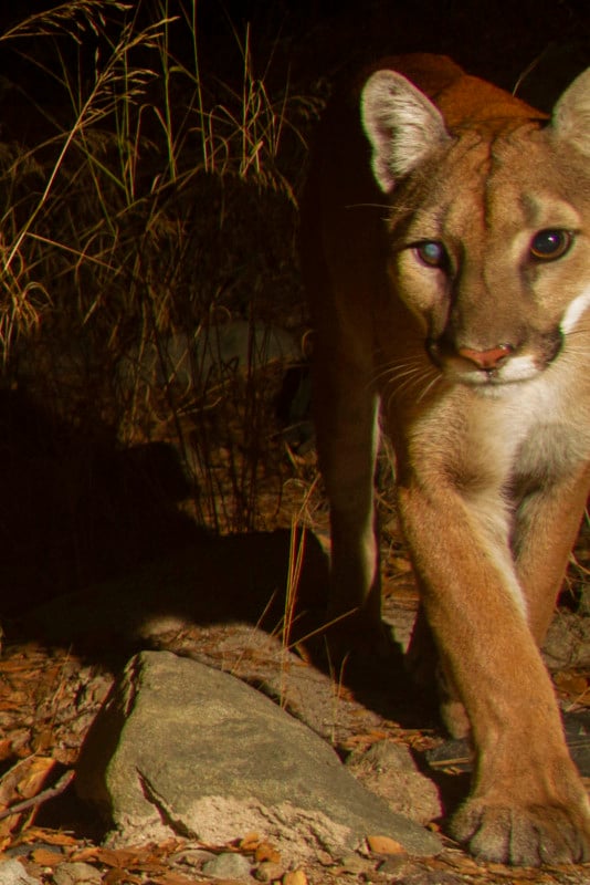 A female mountain lion.