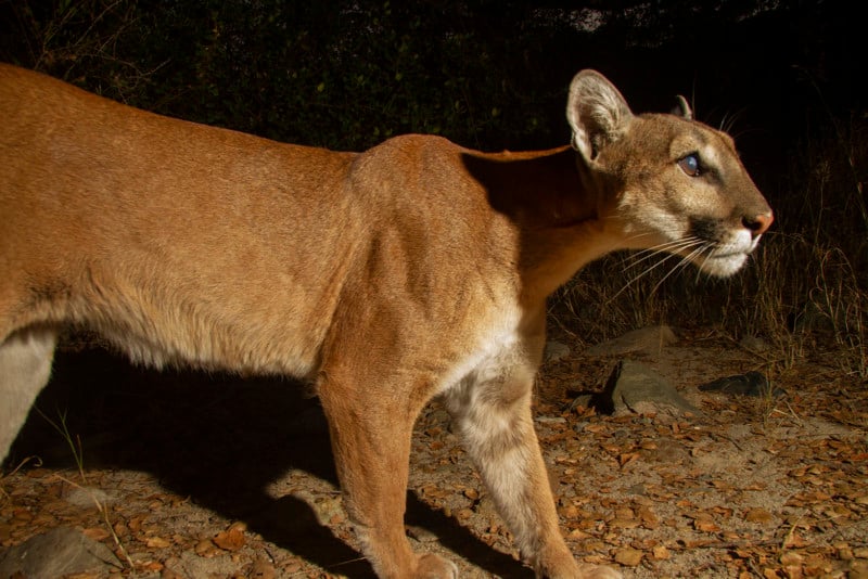 A female mountain lion.