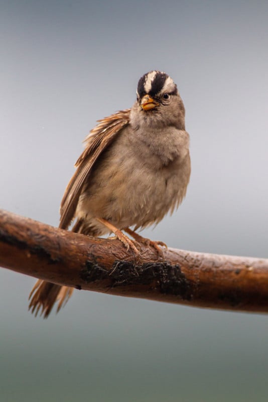 A bird resting on a branch