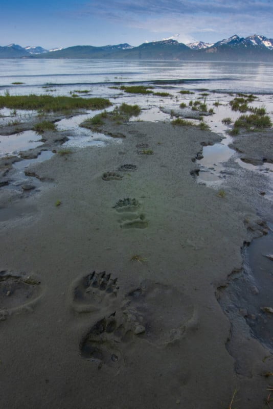 Bear footprints in sand