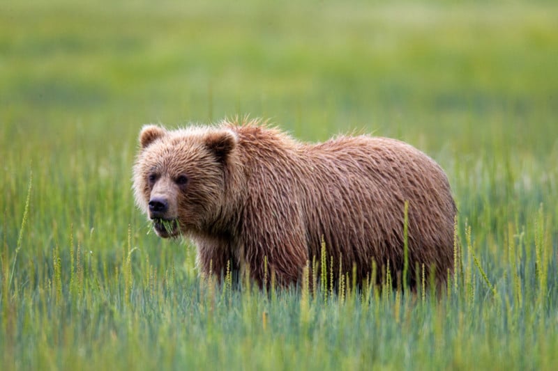 A bear eating grass in an Alaskan meadow