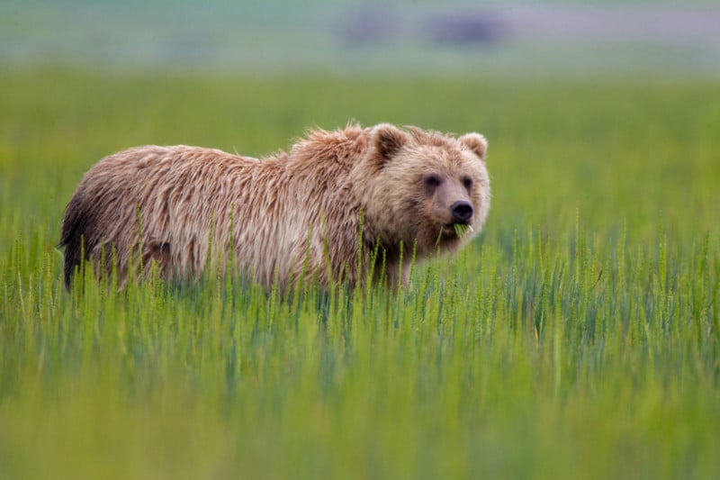 A bear eating grass in a field