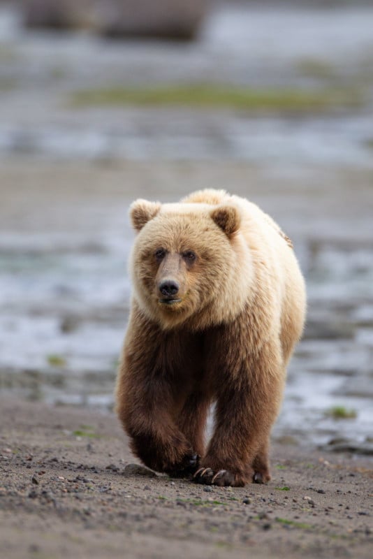A bear in Alaska walking toward the camera