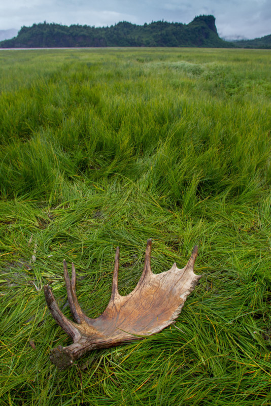 A shed moose antler in a grassy field.