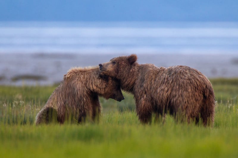 Bears nuzzling each other in a grassy field in Alaska