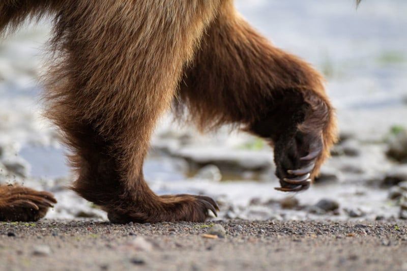 A closeup of the paws of an Alaskan bear.