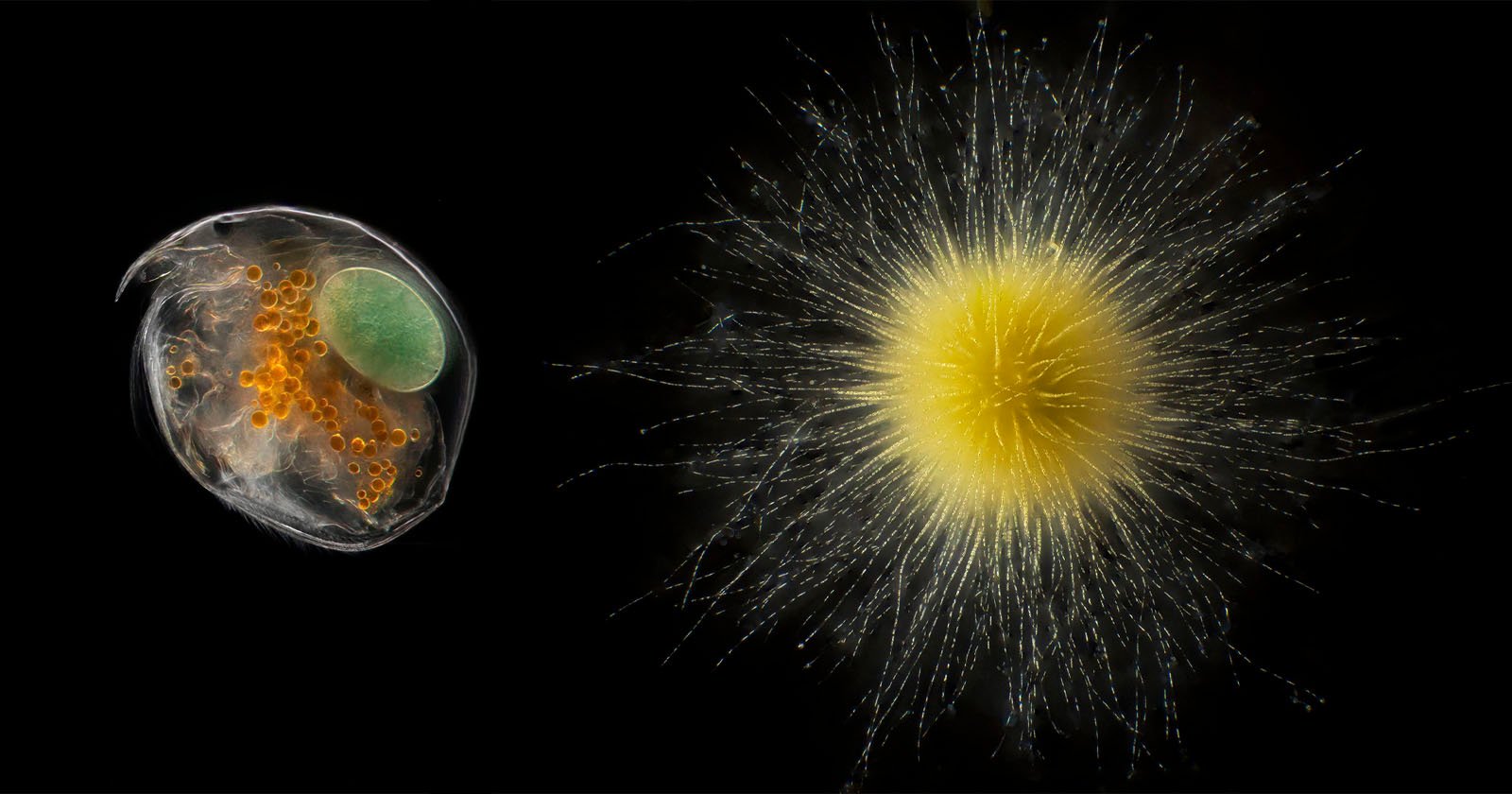 Two different microscopic plankton set against a black background