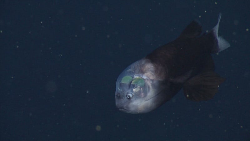 barreleye