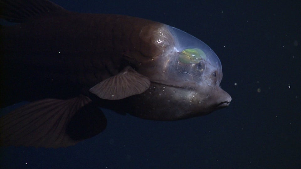 Researchers Photograph Rare Fish That Sees Through its Own Head | PetaPixel