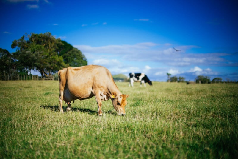 A photo of a cow grazing in a field