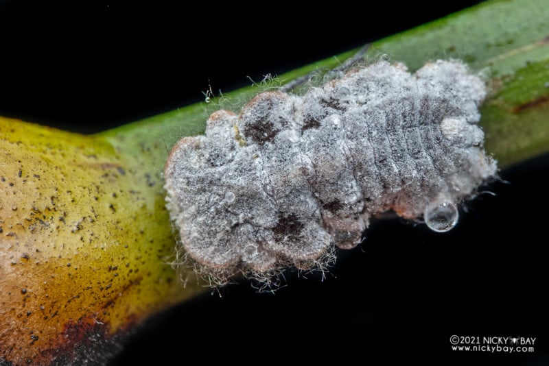 A macro photo of a scale insect