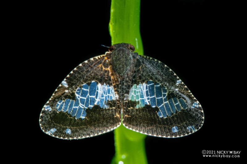 A macro photo of a moth-like planthopper