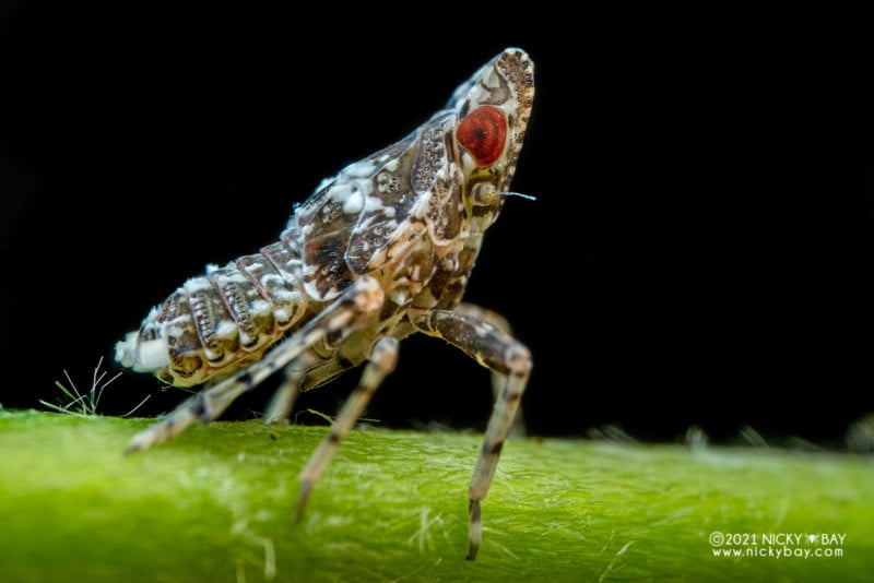 A macro photo of a planthopper nymph