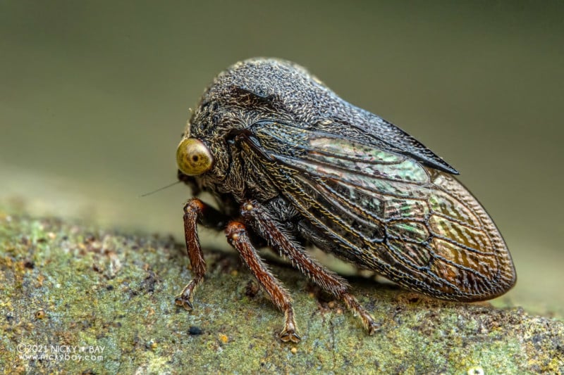 A macro photo of a treehopper