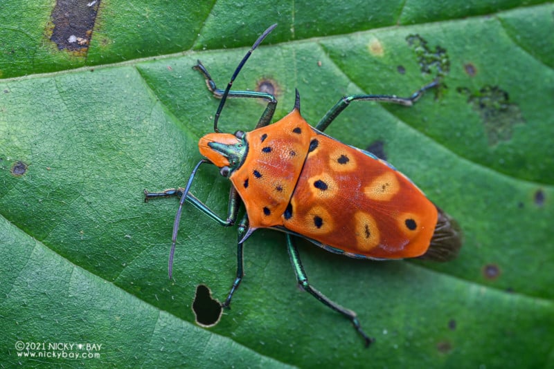 A shield bug