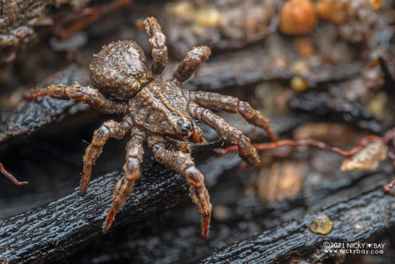 A macro photo of a mud spider