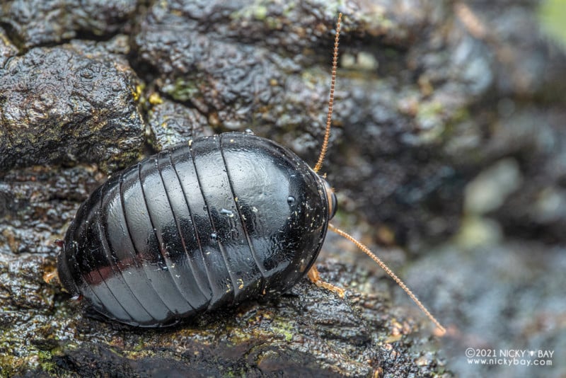 A macro photo of a pill cockroach