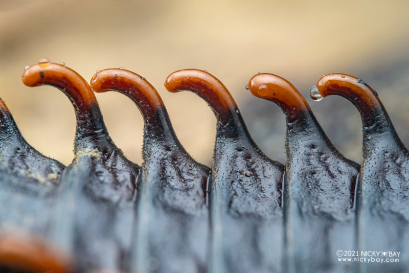 A macro photo of a trilobite beetle