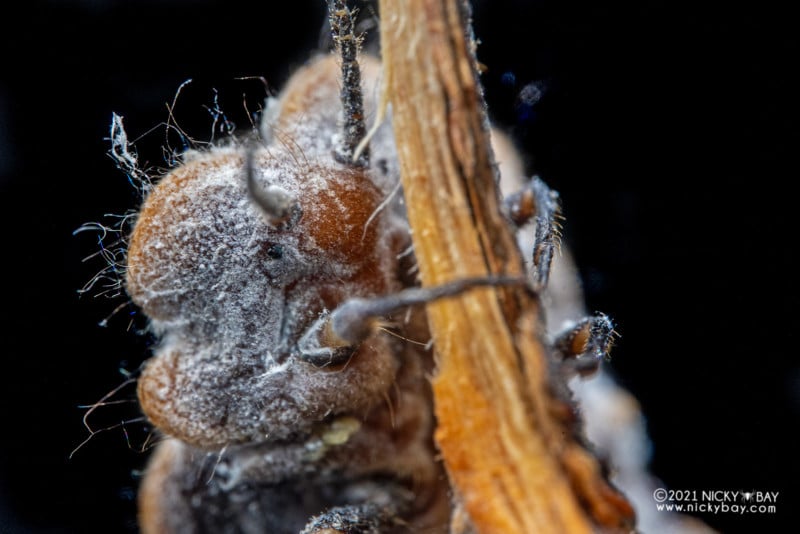 A macro photo of the underside of a scale insect