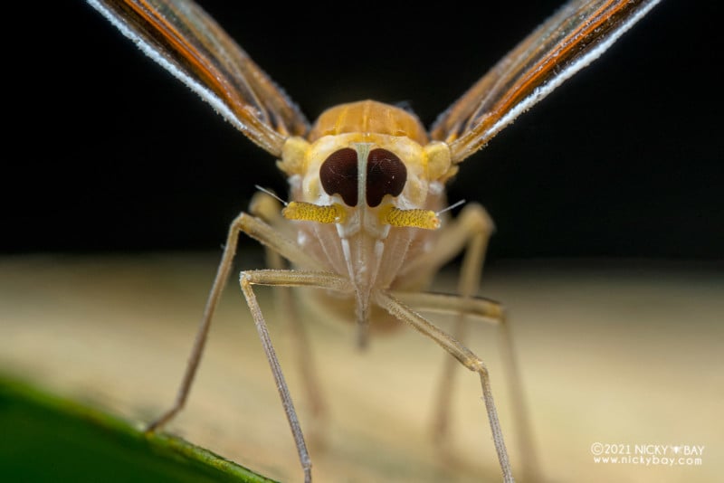 A macro photo of a planthopper