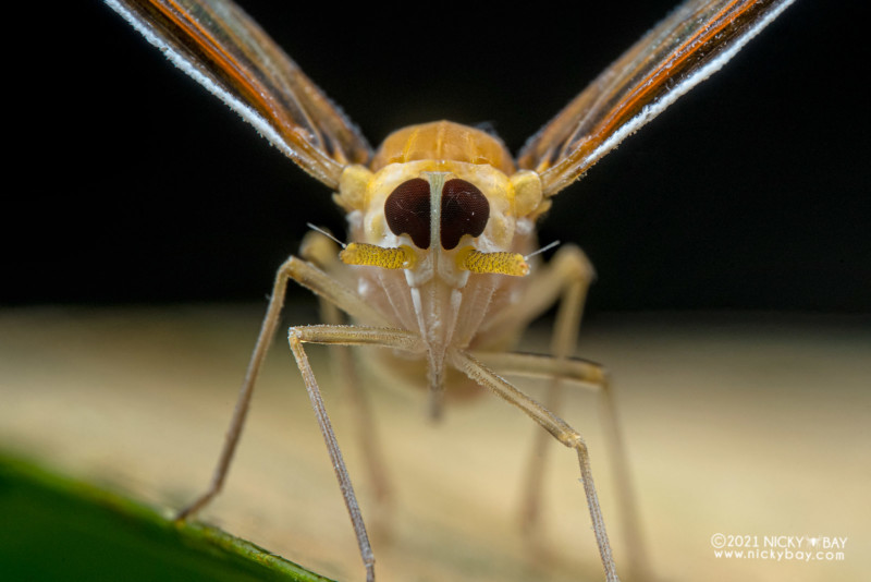 A macro photo of a planthopper