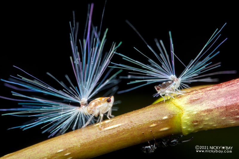 A macro photo of planthopper nymphs