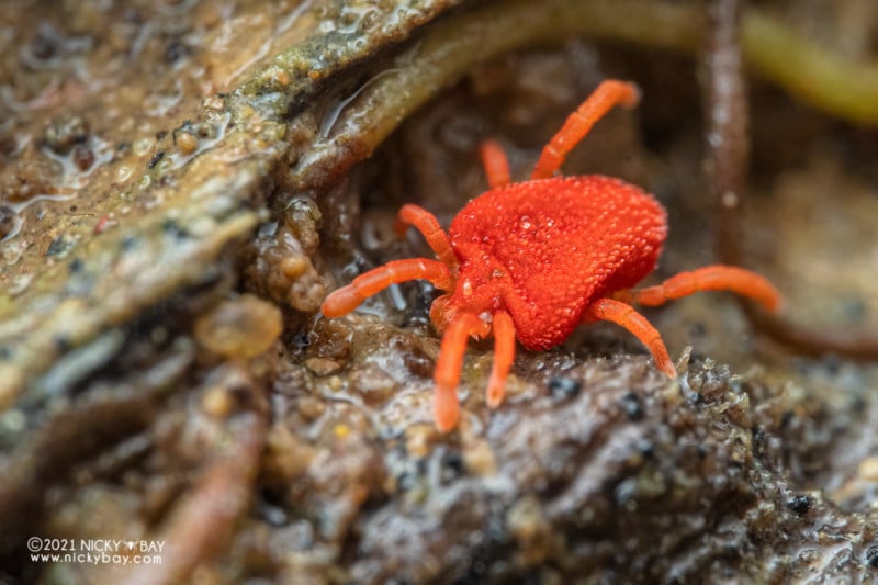 A macro photo of a red velvet mite