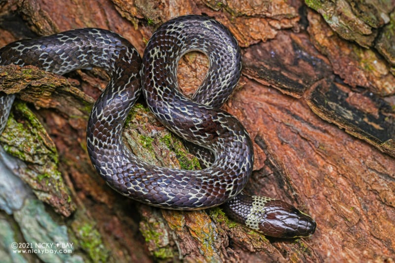 A common wolf snake