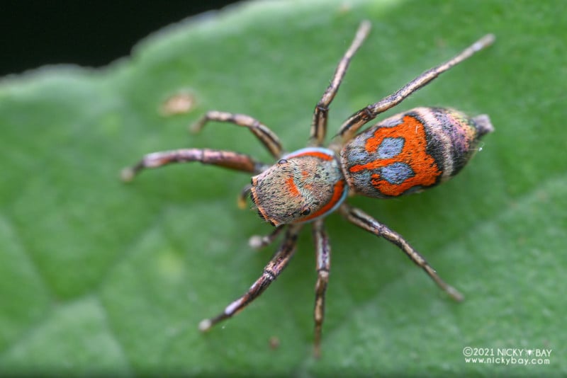 A jumping spider