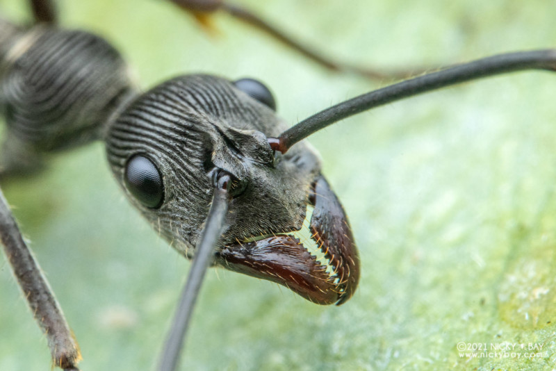 A macro photo of a fingerprint ant