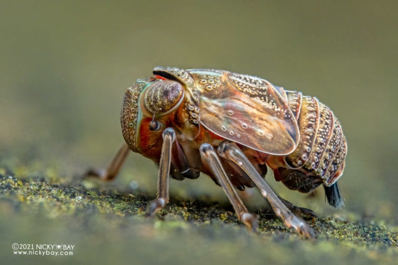 A macro photo of a planthopper nymph