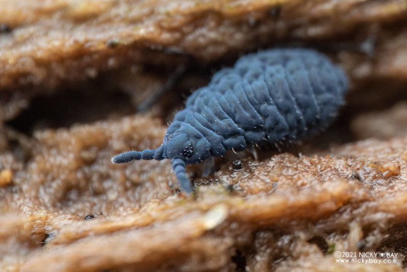 A macro photo of a black springtail