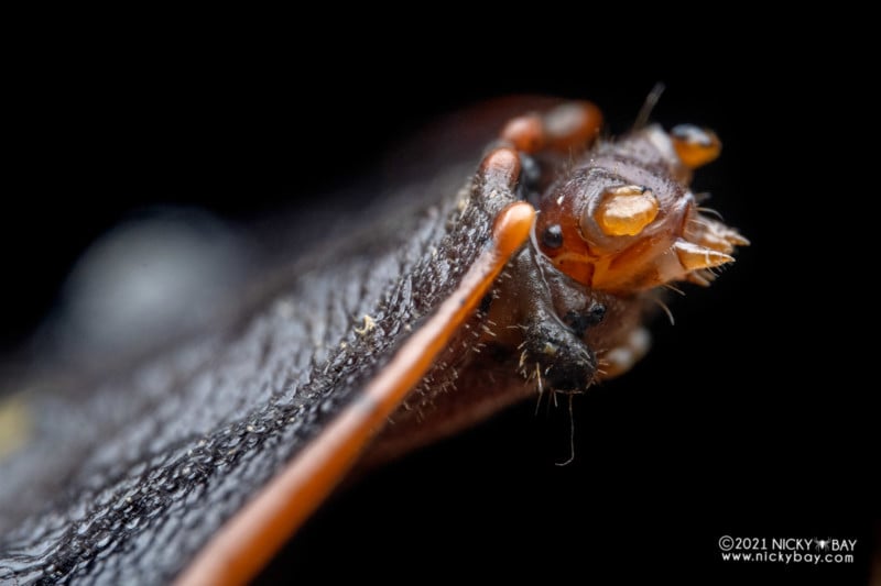 A macro photo of a trilobite beetle