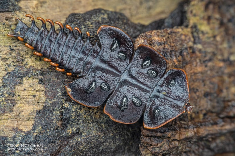 A macro photo of a trilobite beetle